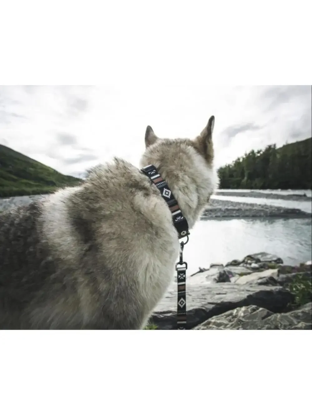 (RG) LokiWolf Dog Leash 6ft Wolfgang Walking Adventure Outdoor Made NWT